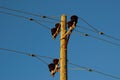 Power line Royalty Free Stock Photo
