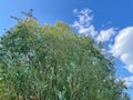 Power line through the branches of trees against the blue sky. summer sun Royalty Free Stock Photo