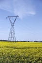 Power line in a Field of Southern Manitoba Canola Royalty Free Stock Photo