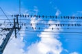 Power-line pigeons roosting, on favorite powerlines