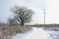 The power line tower is located in a marshy area, covered with snow. Large field of yellow bulrushes