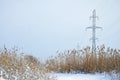 The power line tower is located in a marshy area, covered with snow. Large field of yellow bulrushes Royalty Free Stock Photo