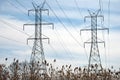 Power Line Towers and Bulrush Royalty Free Stock Photo