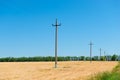 Power line in a yellow cereal field summer