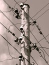 Power Lines Royalty Free Stock Photo