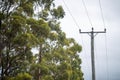 power lines in the bush in summer in australia
