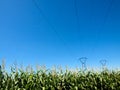 Power lines and corn crops Royalty Free Stock Photo