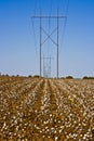 Power Lines and Cotton Rows-6512cl Royalty Free Stock Photo