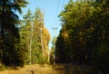 Power lines illuminated by the evening sun in the middle of an autumn dense forest Royalty Free Stock Photo