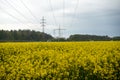 Power lines rise behind a field of rapeseed