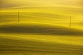 Power lines in undulating yellow-green field