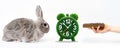 Power mode. A decorative gray rabbit, a grass alarm clock, and a woman`s hand with a dry pellet. White background. Banner. The