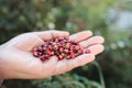 The Power of Murta: Picking handful Wild Chilean Berry, Packed with Vitamins, Minerals, and Antioxidants