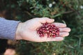 The Power of Murta: Picking handful Wild Chilean Berry, Packed with Vitamins, Minerals, and Antioxidants