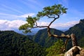 Power of nature. Pine on Sokolica Royalty Free Stock Photo