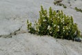 The power of nature - a wild plant that grows in the rock