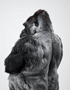Power and Presence - A Gorillas Profile in Monochrome Royalty Free Stock Photo