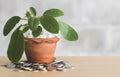 The Power of Savings. Plant Growing amidst Coins - Illustrating Investment and Interest Concept Royalty Free Stock Photo