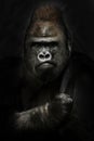 Power and strength. Portrait of a powerful dominant male gorilla , stern face and powerful arm. black background Royalty Free Stock Photo