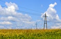 Power supply line and grain field Royalty Free Stock Photo