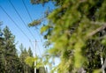 Power supply line with three wire poles, sunny day, pine tree forest