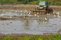 The power tiller and egrets