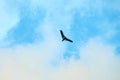 Powered hang glider flying in blue sky, motorized hang glider overhead view, copy space Royalty Free Stock Photo