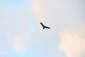 Powered hang glider flying in blue sky, motorized hang glider overhead view, copy space Royalty Free Stock Photo