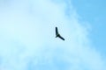 Powered hang glider flying in blue sky, motorized hang glider overhead view, copy space Royalty Free Stock Photo