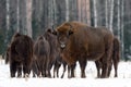 Powerful Adult European Wood Bison Aurochs,Wisent,Bison Bonasus Carefully Looks At You His Blue Eyes Against The Background Of