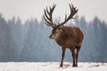 Powerful Adult Noble Deer Cervus Elaphus With Big Horns, Beautifully Turned Head. European Wildlife Landscape With Deer Stag.