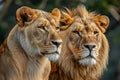 Powerful African lion couple. Generate ai Royalty Free Stock Photo