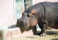Hippopotamus hoofed mammal large animal pig Africa Royalty Free Stock Photo