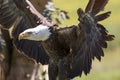 Powerful American bald eagle bird of prey. Strong animal predator Royalty Free Stock Photo