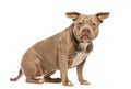 Powerful american bully dog sitting and looking imposing on a white background Royalty Free Stock Photo