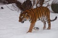 The powerful Amur tiger goes in deep white snow