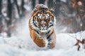Amur Tiger Running in the Snow - Action Wildlife Scene