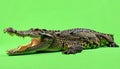 Fierce Crocodile with Jaws Open on Chroma Key Royalty Free Stock Photo