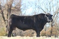 Powerful Angus Bull In Winter Pasture