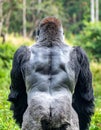 The Powerful Back of a Dominant Silverback Gorilla Royalty Free Stock Photo