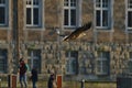 White-tailed eagle - a beautiful, biggest Polish eagle in all its glory Royalty Free Stock Photo