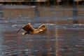 White-tailed eagle - a beautiful, biggest Polish eagle in all its glory Royalty Free Stock Photo