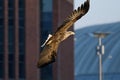 White-tailed eagle - a beautiful, biggest Polish eagle in all its glory Royalty Free Stock Photo