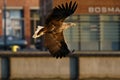 White-tailed eagle - a beautiful, biggest Polish eagle in all its glory Royalty Free Stock Photo