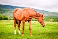 Powerful beautiful horse standing on the field