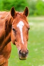 Powerful beautiful horse standing in the field and looking