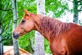 Powerful beautiful horse standing in the forest