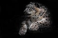 Powerful predatory cat snow leopard sits on a rock close-up. Dark, black background