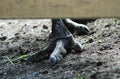 Powerful bird ostrich feet Australian emu named Praskovya from Gatchina menagerie on the ground