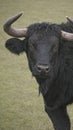 Powerful black bull with large horns stands gracefully in a vast field, surrounded by lush greenery Royalty Free Stock Photo